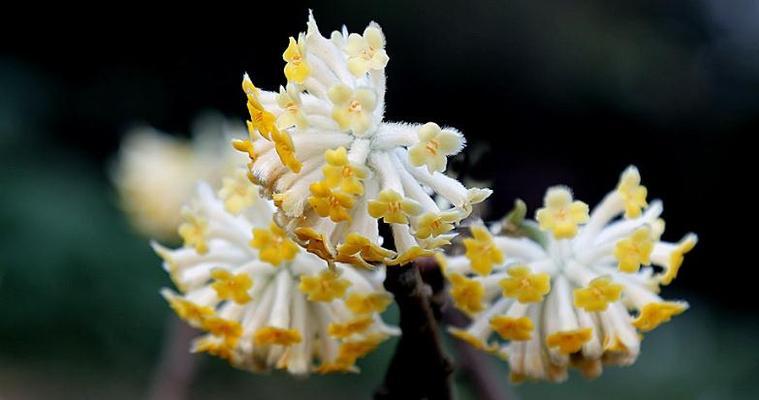 打结花的花语（从花材到花语，探寻打结花的深刻内涵）