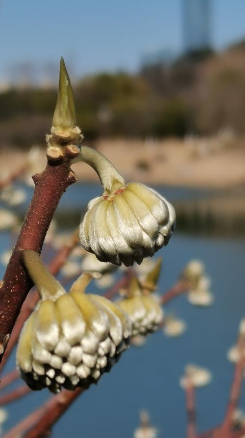 打结花的花语（从花材到花语，探寻打结花的深刻内涵）