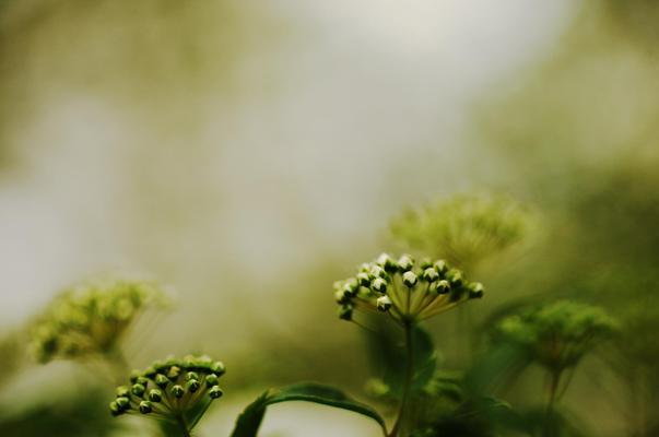 绣线菊的花语与意义（解读绣线菊的神秘花语，探寻花朵的内涵）