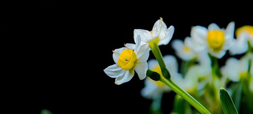 探秘水仙花的花语与寓意（美丽的花卉背后隐藏的故事与含义）