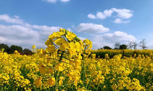 油菜花的花语与寓意（探寻油菜花所代表的含义及其文化内涵）