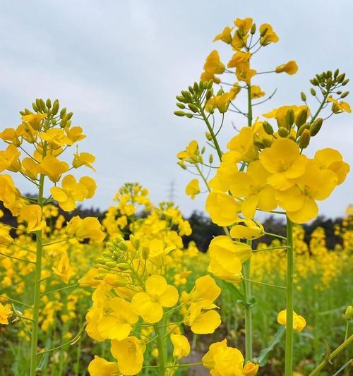 油菜花的花语与寓意（探寻油菜花所代表的含义及其文化内涵）