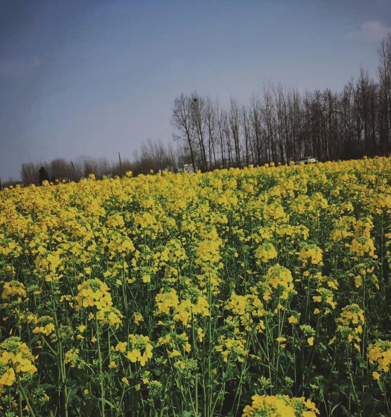 油菜花的花语与寓意（探寻油菜花所代表的含义及其文化内涵）