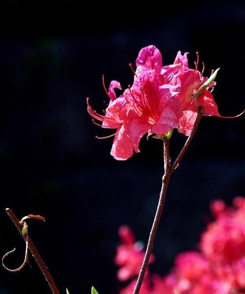 杜鹃花语象征与寓意（杜鹃花是爱情与思念的代表）