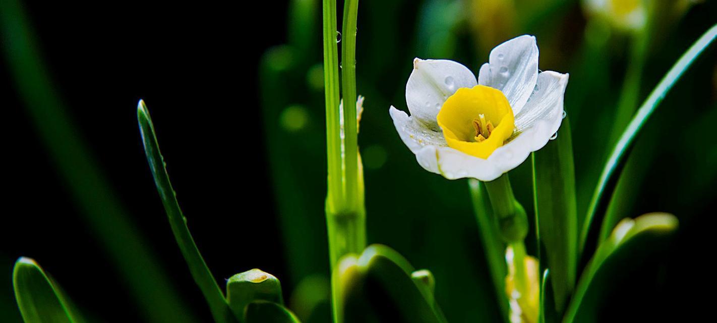 水仙花的花语和寓意（探秘水仙花的文化内涵与象征意义）