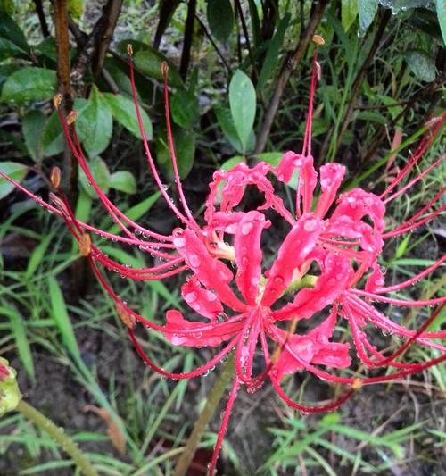 曼珠沙华——神圣花卉的传奇（探寻曼珠沙华的历史、神话与奇迹）