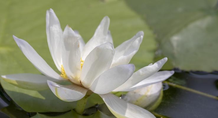 香槟睡莲的花语（浪漫与神秘的花语之谜）