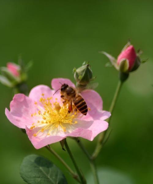 澳洲野蔷薇的花语（探寻澳洲野蔷薇的象征意义）