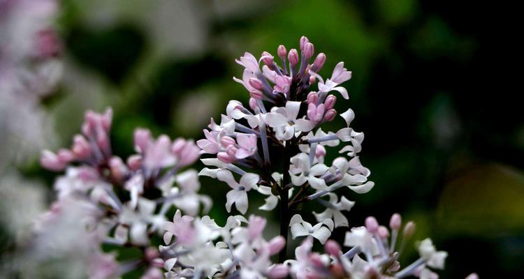 丁香花语，传递爱情与思念（芳香四溢，情感满满；爱意绵绵，意境飘渺。）