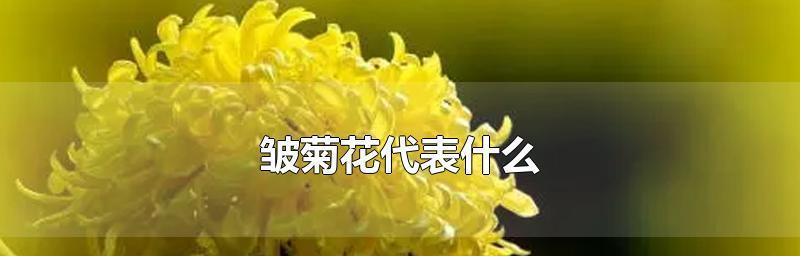 送菊花代表什么意思？（传统文化中的花语解读）