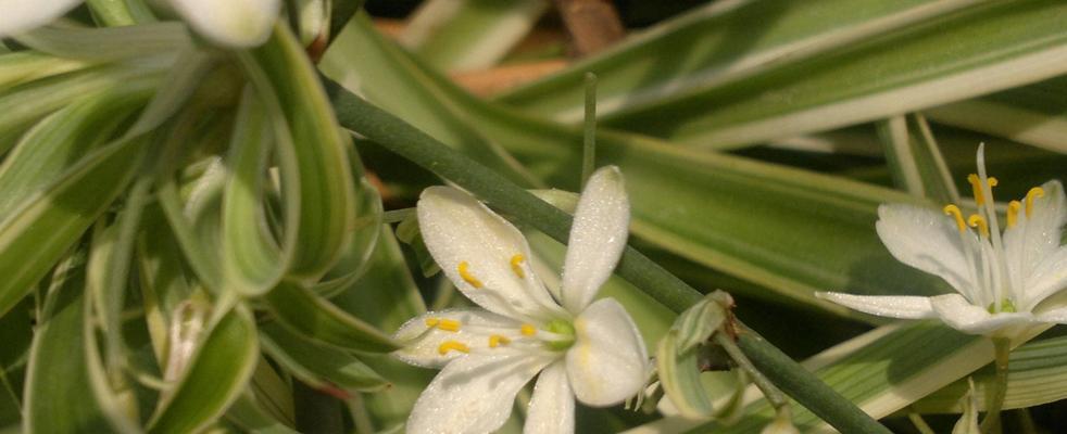 吊兰花的花语（揭秘吊兰花的神秘含义）