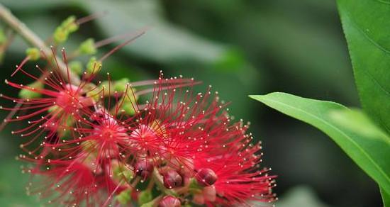 沙洲蕃红花（探寻沙洲蕃红花的花语，领略春季的花海奇观）