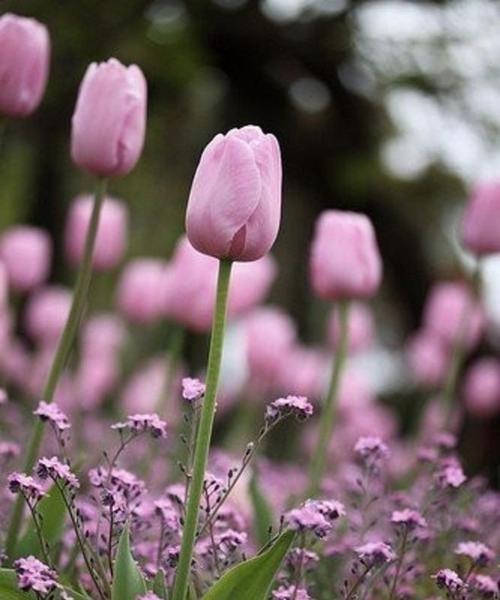 郁金香花语解读（探究郁金香的象征意义）