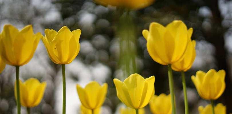 郁金香花语解读（探究郁金香的象征意义）