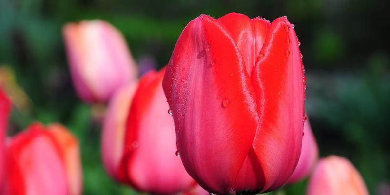 郁金香花语解读（探究郁金香的象征意义）