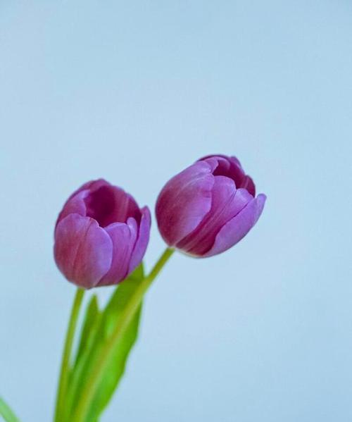 郁金香——花语与美丽（解读郁金香的花语，欣赏它的多彩美丽）