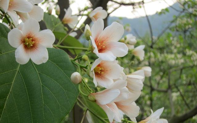 油桐花花语——情窦初开（用花语传递初恋的美好）