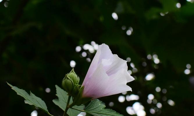 木槿花的花语与象征（探寻木槿花的神秘面纱）