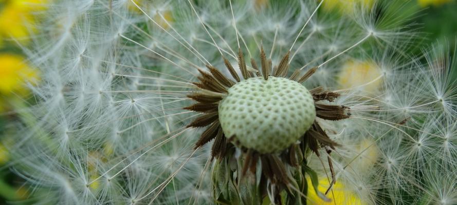 蒲公英的花语、寓意与象征（探寻蒲公英的深意）