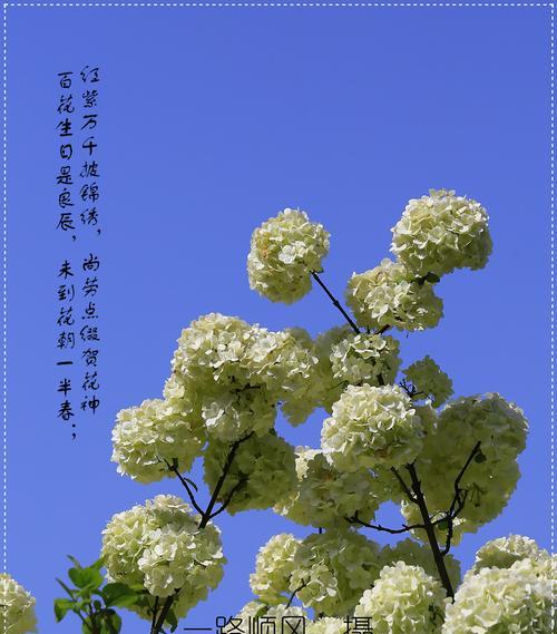 绣球花花语的深刻含义（探秘绣球花的神秘秘密与意义）