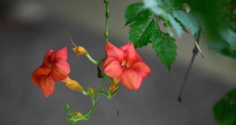 探寻凌霄花的花语（解析凌霄花的意义，看透花的神秘）