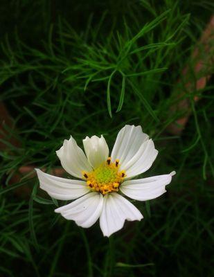 波斯菊花语传说（悠久历史中传递的花语之谜）