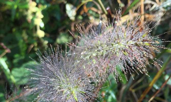 狗尾巴花的花语与含义（揭秘狗尾巴花背后的花语文化）