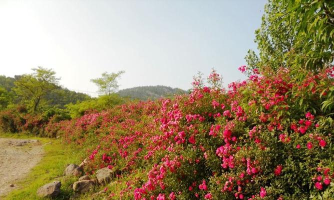 红蔷薇——情人的专属花（传递爱情的芬芳与深情）