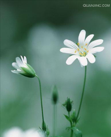 繁缕花——美丽与坚韧并存的代表（探究繁缕花的花语和代表意义）