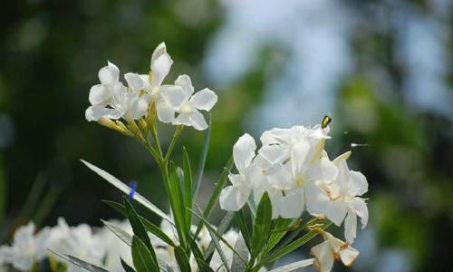 夹竹桃——花中美人（欣赏夹竹桃的美丽与危险）