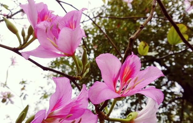 揭秘香港市花——绽放城市魅力的金紫荆（了解香港市花的起源、特点和文化意义）