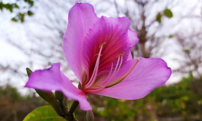 揭秘香港市花——绽放城市魅力的金紫荆（了解香港市花的起源、特点和文化意义）