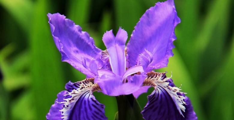 象征友谊的花——百合花（友谊的美丽化身与芳香满溢的情感）