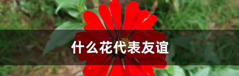 象征友谊的花——百合花（友谊的美丽化身与芳香满溢的情感）