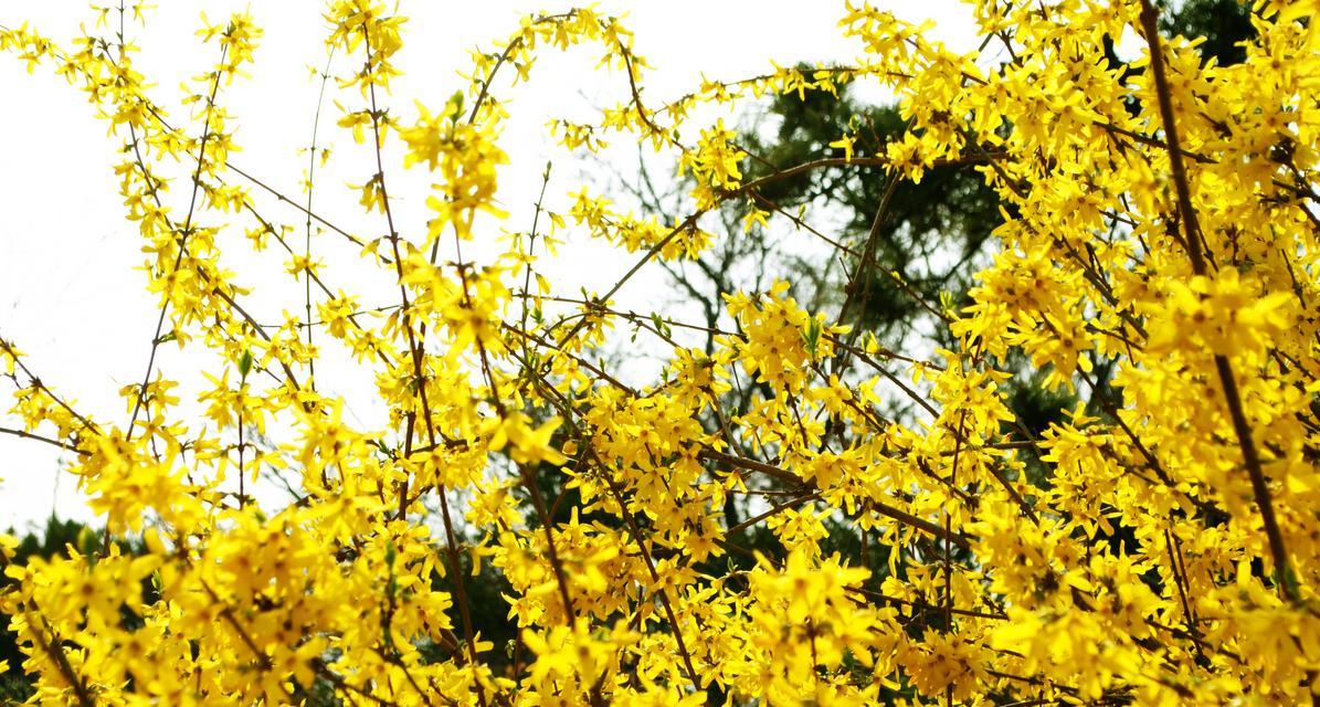 迎春花的奇妙果实（探秘迎春花的果实奇妙之处）