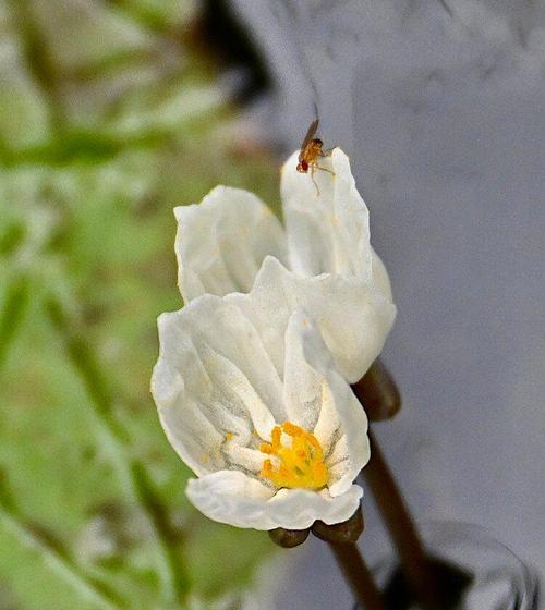 水蕴草的养护技巧（让你的水蕴草生机勃勃）