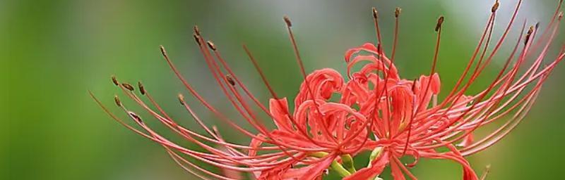 探秘彼岸花的花语和象征意义（一朵花的深刻寓意——彼岸花）