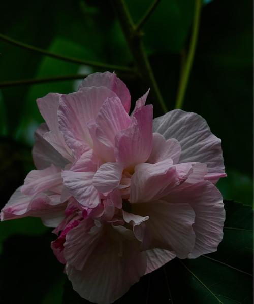 木芙蓉的花语和意义（探寻木芙蓉背后的文化内涵）