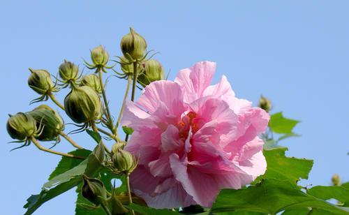 木芙蓉的花语和意义（探寻木芙蓉背后的文化内涵）