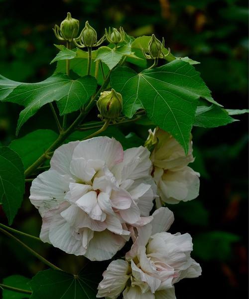 木芙蓉的花语和意义（探寻木芙蓉背后的文化内涵）