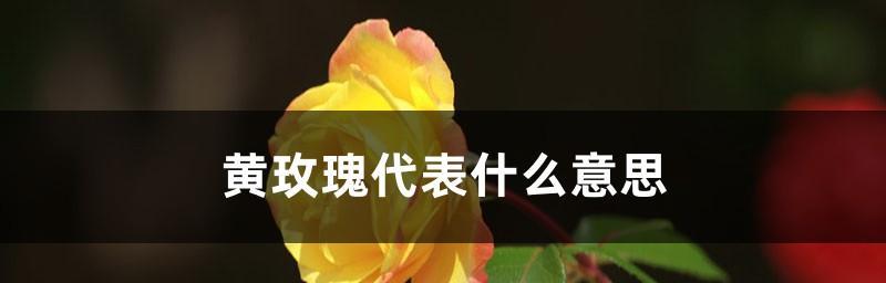 玫瑰花含义的深层解读（探究玫瑰花的象征意义与文化内涵）