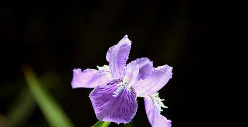 花语之鸢尾——寓意高雅的鲜花（揭开鸢尾花的神秘面纱，了解它的花语）