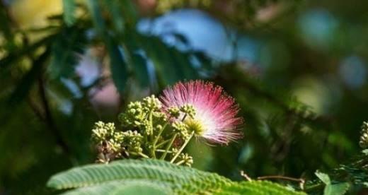 芙蓉树花语之美——揭秘芙蓉树的浪漫语言（轻盈如水、自信高傲，芙蓉树的花语令人陶醉）