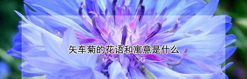 白羊座的守护花——矢车菊花语（领略矢车菊的美丽与坚韧，白羊座的启示）