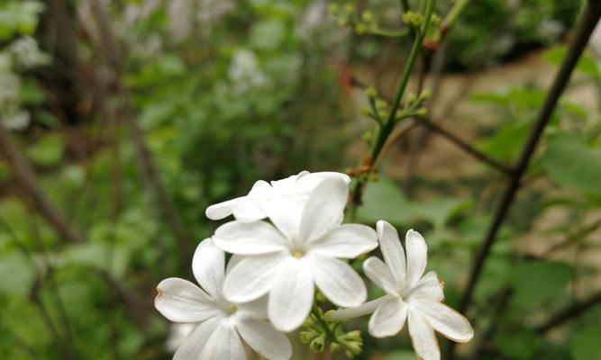 五瓣丁香花的寓意与象征（探究五瓣丁香花的文化内涵）