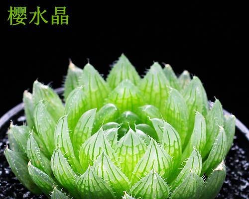 探究樱水晶的花语寓意（从粉色梦境到爱的表达）