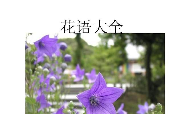 时钟花的花语与传说故事（盘点时钟花的寓意与神话传说）