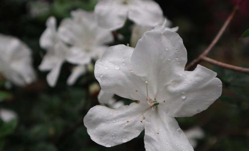 杜英花语——传递爱与希望的使者（以“永恒的爱”为）