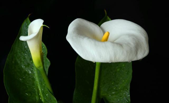 马蹄莲花语——一朵寓意深刻的花（探究马蹄莲的历史、文化及意义）