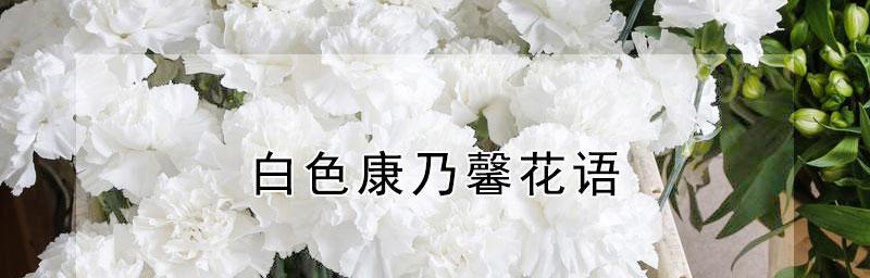 解读白色康乃馨的花语与寓意（清新纯洁的康乃馨，给你的爱情带来什么？）